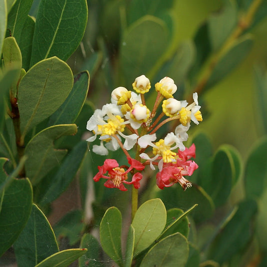 Locustberry | Donceya (Byrsonima Lucida)