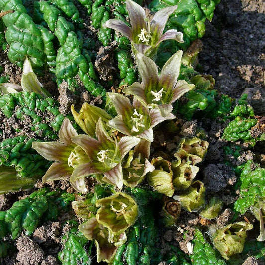 Mandrake (Mandragora officinarum) | American Mandrake (Podophyllum peltatum)