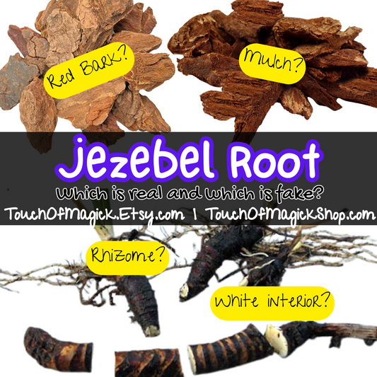 Jezebel Root: How to Spot the Real Thing (and Avoid the Red-Bark Fakes)