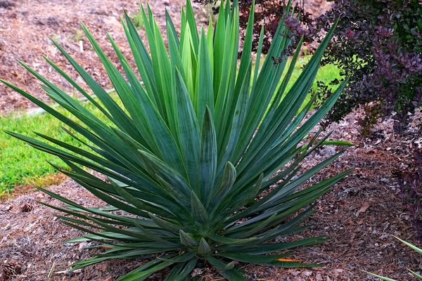 Peregun | Yucca Gloriosa | Bayoneta | Traditional Herb | 0.5 Ounce Dried Herb