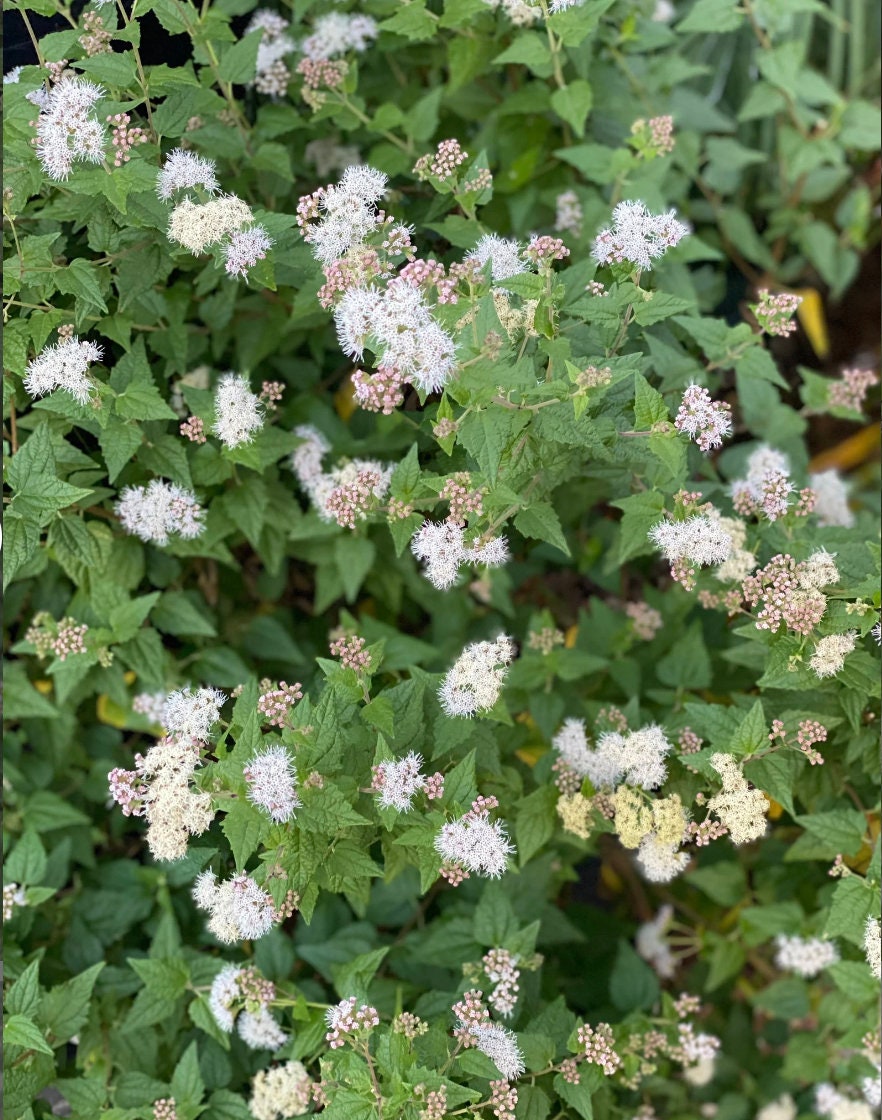 Abre Camino | Road Opener Dried Herb for Prosperity and Spiritual Cleansing use in Money Spells traditional Voodoo - Hoodoo - Santeria