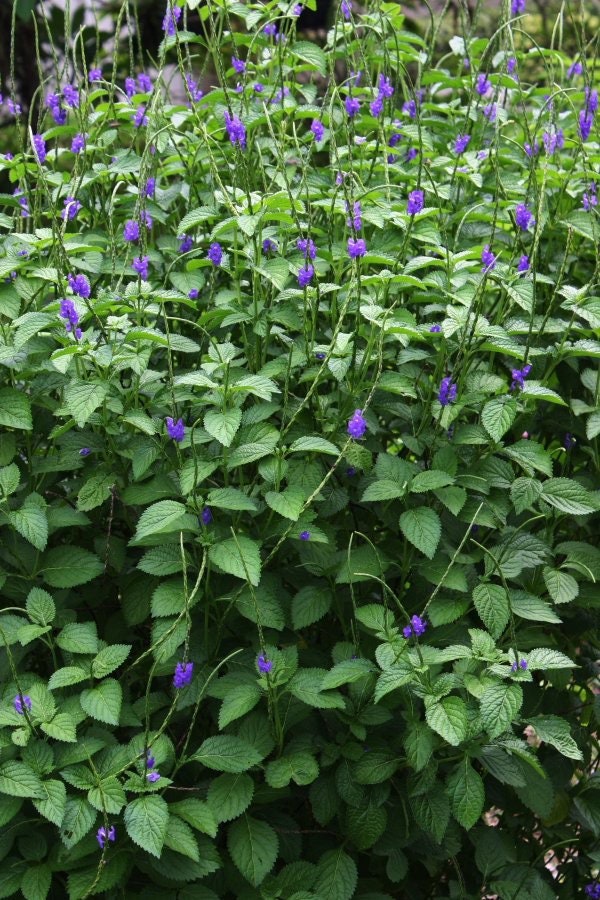 Verbena / Vervain Fresh Herb Cuttings - Used in Love, Prosperity, Protection, Money Drawing and Powerful Herb against Black Magic