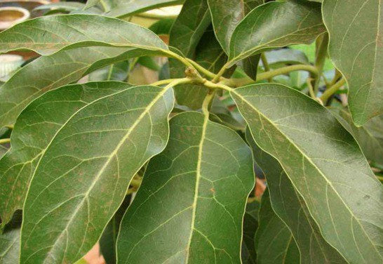 Aguacate (Avocado) Leaves Fresh Herb Cuttings - Powerful Herb used for Healing and Love
