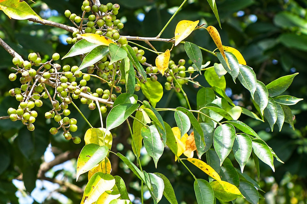 Almacigo foliage and green berries on a branch.