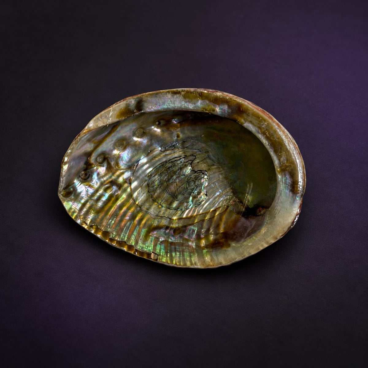 Natural abalone shell with an iridescent green-brown interior on a charcoal and subtle purple background.
