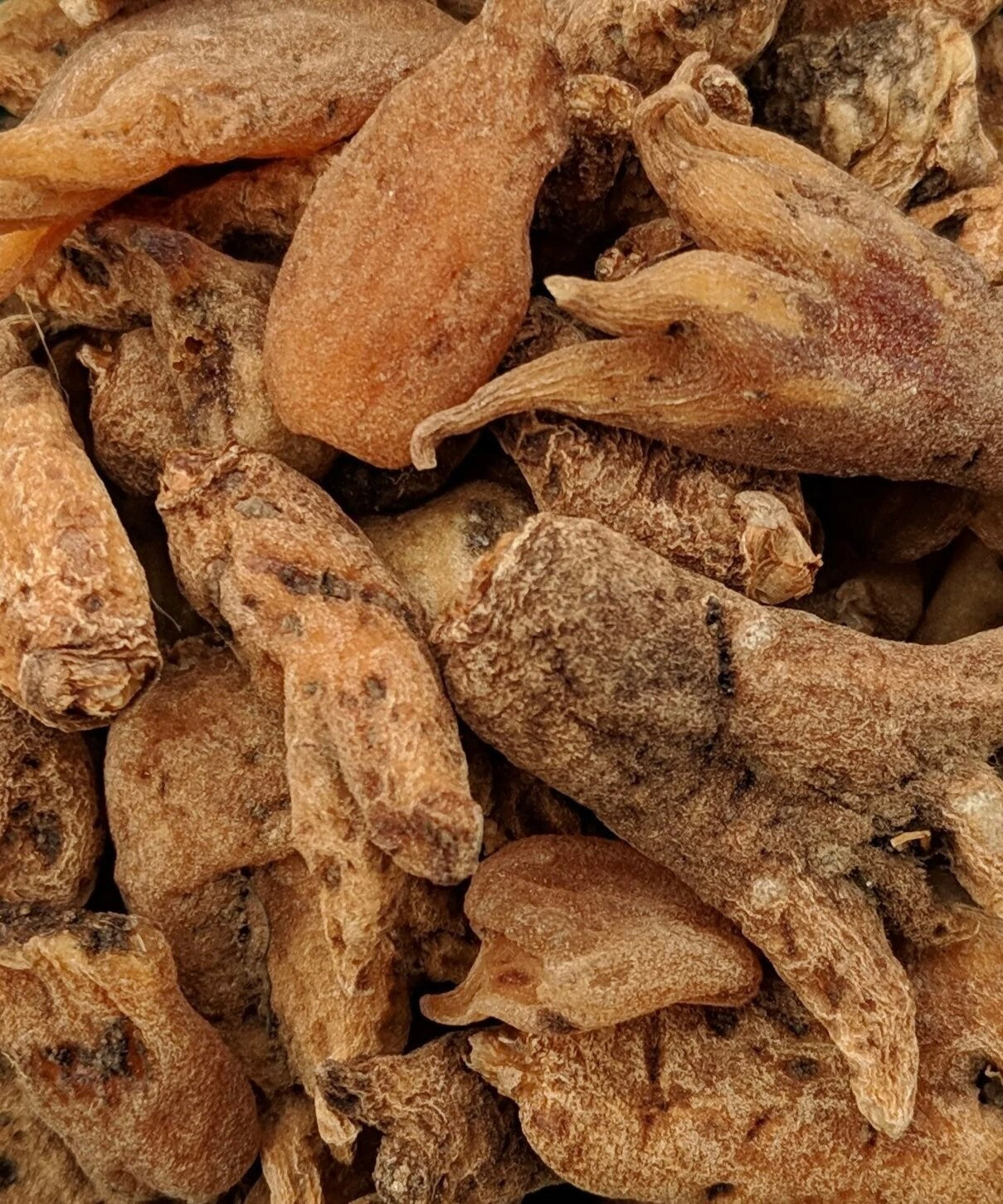 100% AUTHENTIC | Lucky Hand Root | Sahlep Root | Orchis Mascula | RARE | Good Luck, Prosperity & Wealth | Hoodoo Root | 1 Root ONLY