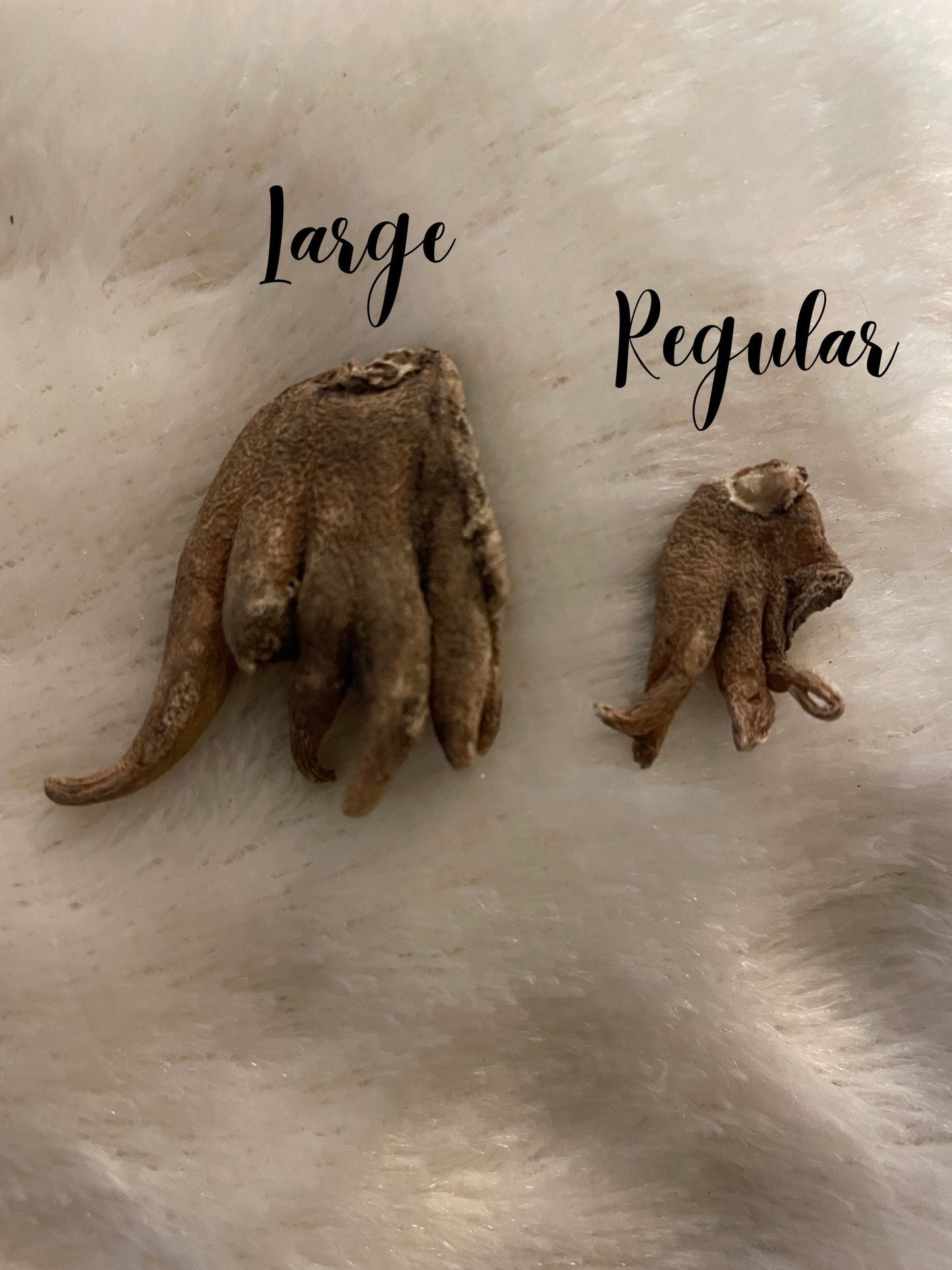 100% AUTHENTIC | Lucky Hand Root | Sahlep Root | Orchis Mascula | RARE | Good Luck, Prosperity & Wealth | Hoodoo Root | 1 Root ONLY
