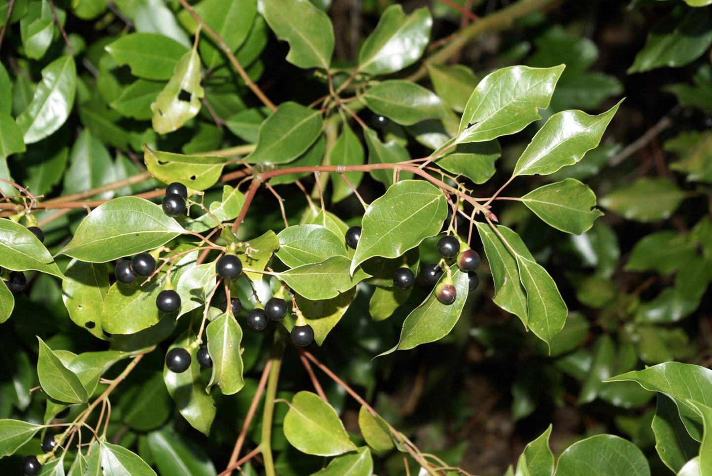 Alcanfor | 5+ Seeds | Cinnamonum Camphora | Camphor Tree | Santeria | Hoodoo