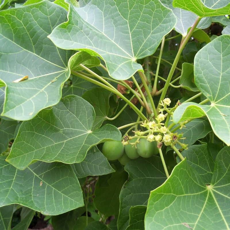 Piñon de Botija | 4+ Seeds | Jatropha Curcas | Physic Nut | Santeria | Hoodoo