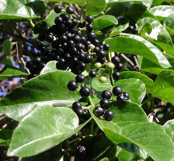 Bejuco Ubi | Fresh Herb Cuttings | Cissus Sicyoides | Millionaire Vine | Princess Vine | Possum Grape Vine | Used for Cleansings & Health