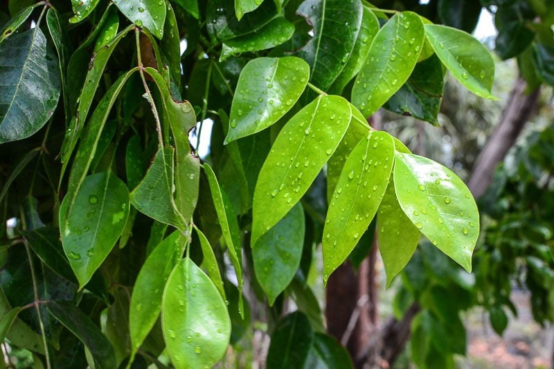 Almacigo | 5+ Seeds | Bursera Simaruba | Gumbo-Limbo | Powerful Herb for Cleansing & Removing Negative Energy | Santeria | Hoodoo