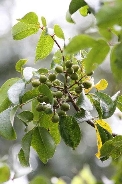 Almacigo | 5+ Seeds | Bursera Simaruba | Gumbo-Limbo | Powerful Herb for Cleansing & Removing Negative Energy | Santeria | Hoodoo