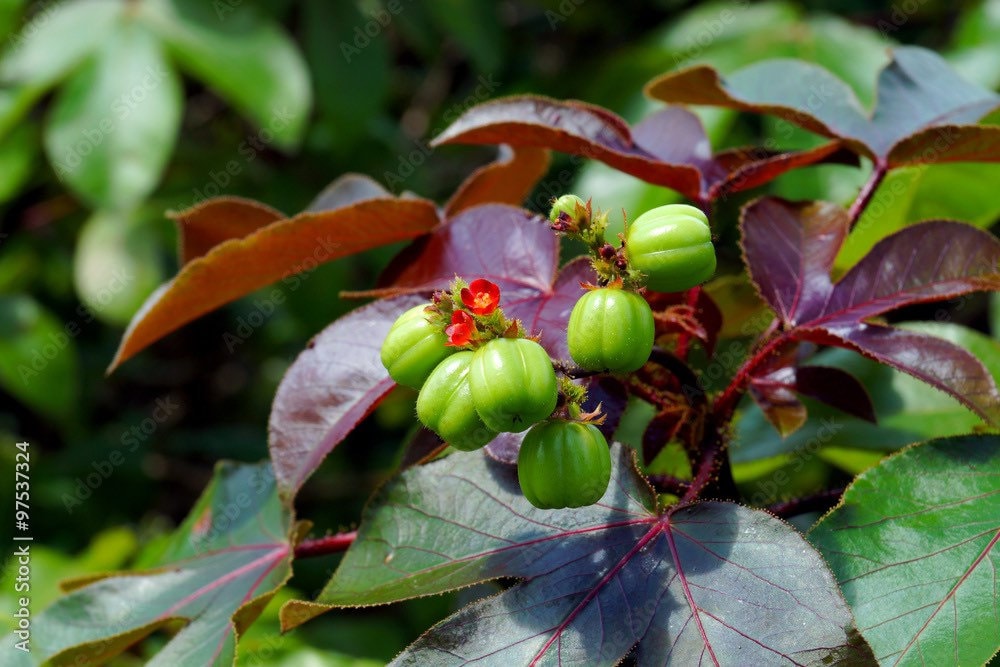 Tua Tua | 5+ Seeds | Jatropha Gossypiifolia | Belly-Ache Bush | Powerful Herb for Cleansing & Removing Negative Energy | Santeria | Hoodoo