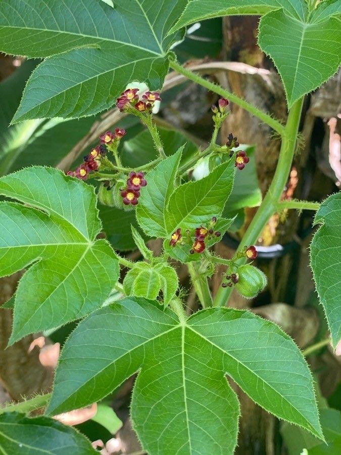 Tua Tua | 5+ Seeds | Jatropha Gossypiifolia | Belly-Ache Bush | Powerful Herb for Cleansing & Removing Negative Energy | Santeria | Hoodoo