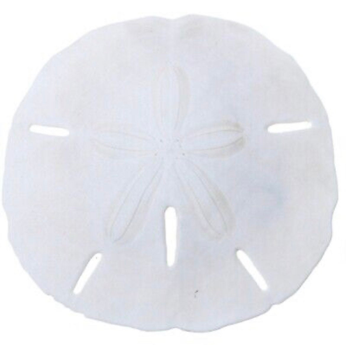 100% AUTHENTIC | Sand Dollar | 2 to 2 1/2 Inches | Natural | Good Luck, Prosperity & Wealth | Talisman| 1 ONLY