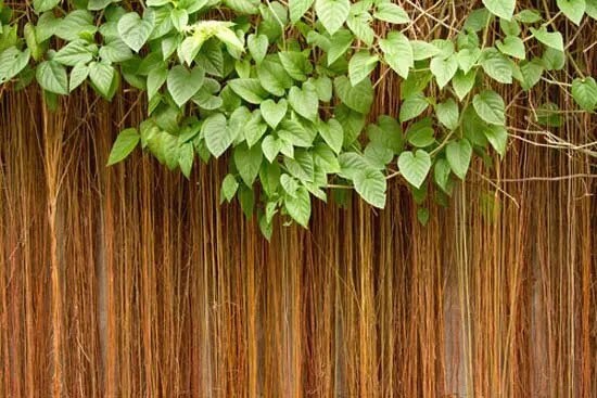 Bejuco Ubi | Fresh Herb Cuttings | Cissus Sicyoides | Millionaire Vine | Princess Vine | Possum Grape Vine | Used for Cleansings & Health