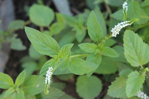 Alacrancillo | Indian Heliotrope | Fresh Herb Cuttings | Heliotropium Angiospermun | Used for Spiritual Cleansings & Baths | Santeria | Palo