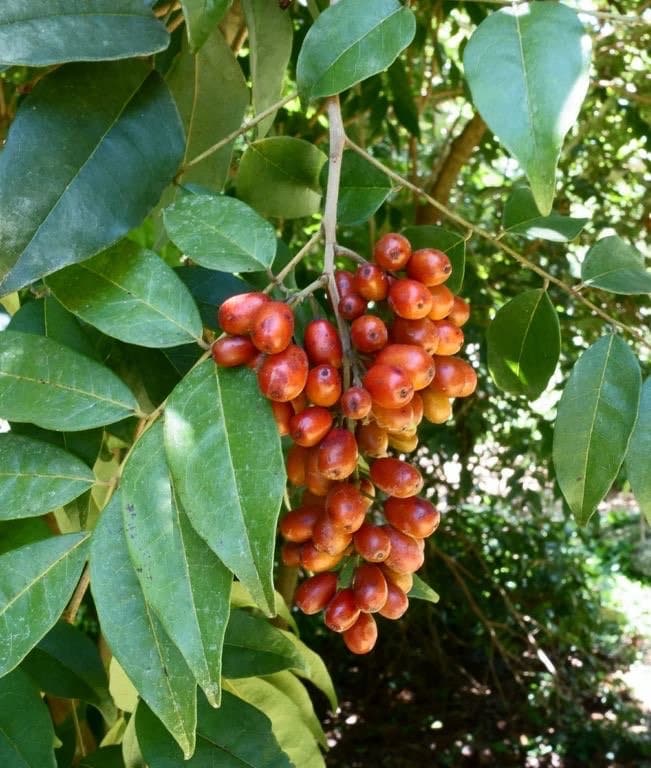 Aguedita | Fresh Herb Cuttings | Bitterbush | Picramnia Pentandra | Used for Spiritual Cleansings & Spells | Santeria | Traditional | Rare