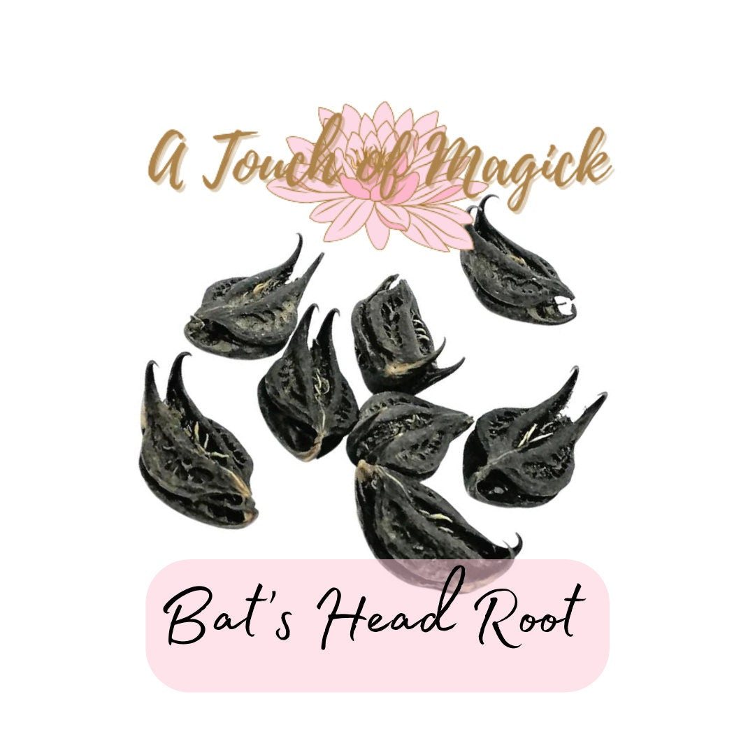 Bat’s Head Root | 100% AUTHENTIC | Devil’s Claw | Vampire Root | RARE | Good Luck, Prosperity & Protection | Hoodoo Root | Witchcraft |