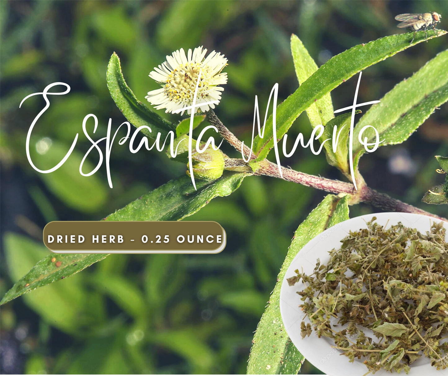 Espanta Muerto - Ghost Chaser Plant - Used to Rid of Negative Energy & Evil Spirits - 0.25 or 0.5 Ounce Dried Herb