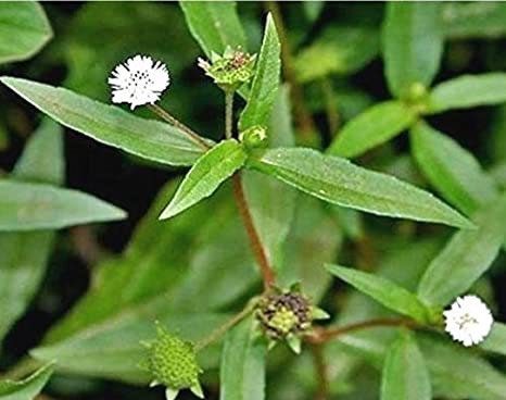 Espanta Muerto - Ghost Chaser Plant - Used to Rid of Negative Energy & Evil Spirits - 0.25 or 0.5 Ounce Dried Herb