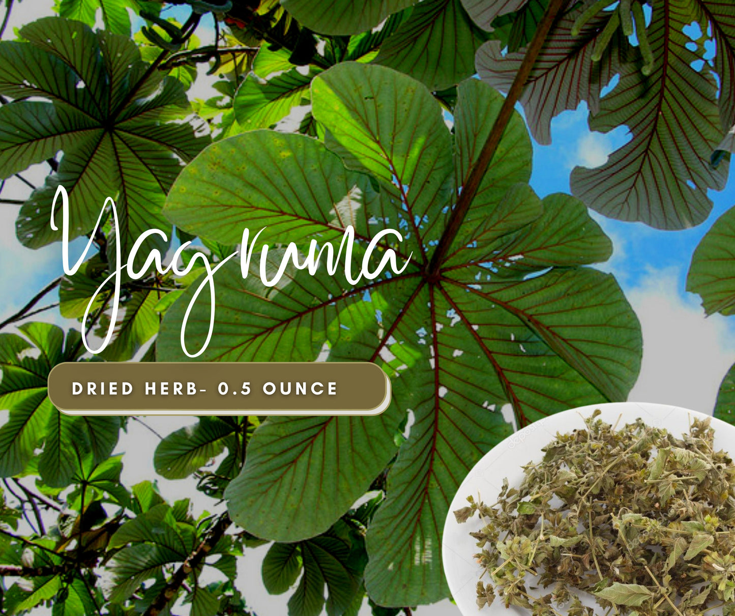 Yagruma LEGITIMATE Dried Herb - Remove Curses, Evil Eye & Envy - Use in Candles or Spiritual Bath - Natural Cleansing Herb