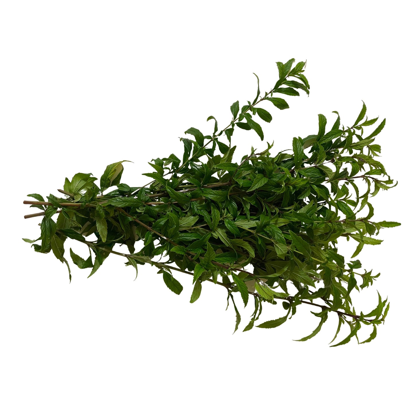 Amansa Guapo Dried Herb - Used in Compelling Spells, Powerful for Love & Attraction - Contains 0.5 Ounces - Santeria - Hoodoo - Voodoo