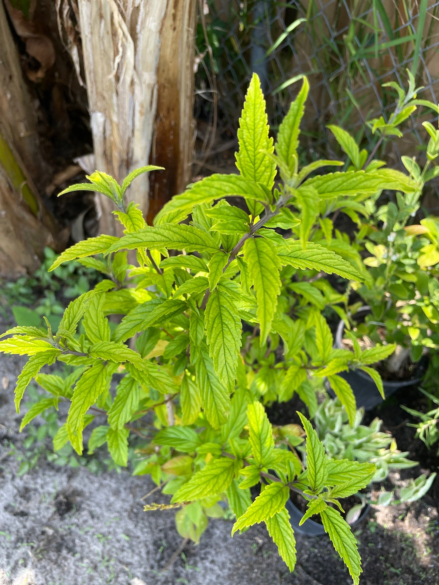 Amansa Guapo Dried Herb - Used in Compelling Spells, Powerful for Love & Attraction - Contains 0.5 Ounces - Santeria - Hoodoo - Voodoo
