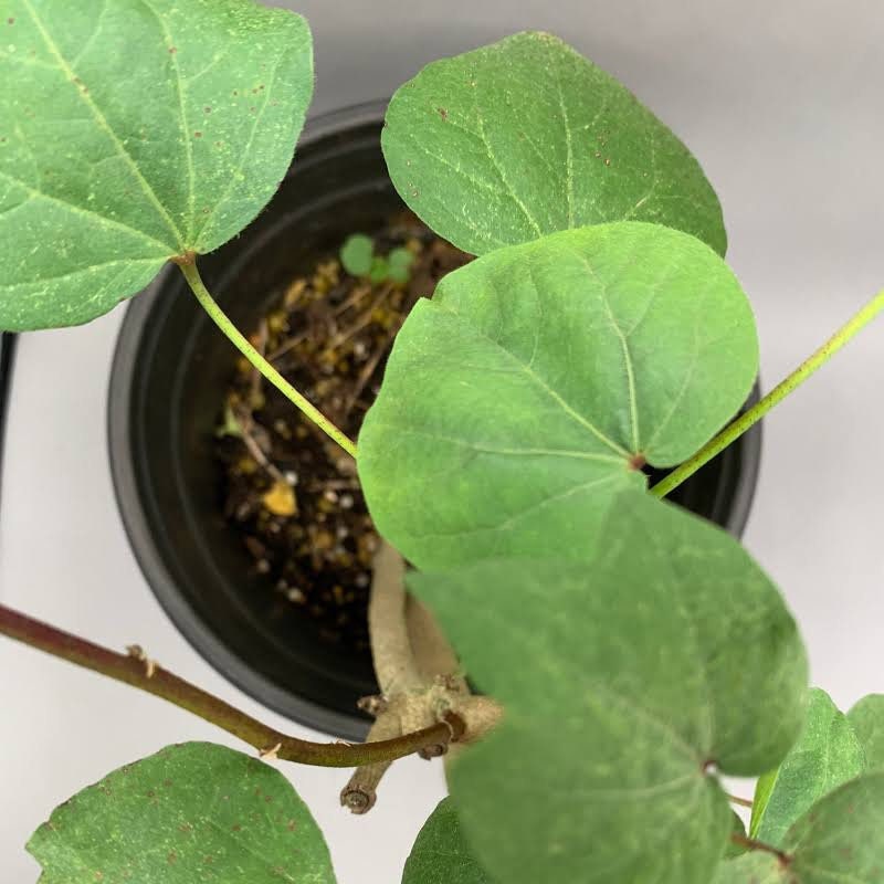 Algodon (Cotton Plant) Dried Herb - Powerful Herb used for Cleansings to Remove Negative Energy - Santeria / Hoodoo / Voodoo Traditional