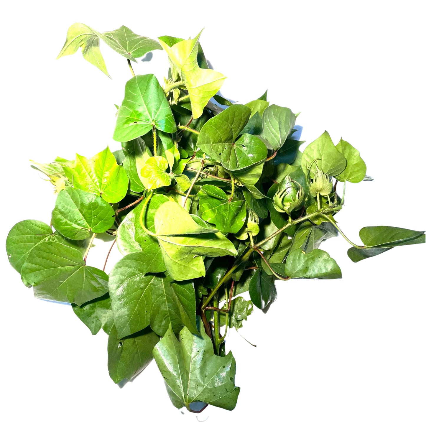 Algodon (Cotton Plant) Dried Herb - Powerful Herb used for Cleansings to Remove Negative Energy - Santeria / Hoodoo / Voodoo Traditional