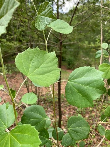 Alamo (Cottonwood) Dried Herb - Powerful Herb used for Protection - Contains 0.5 Ounces - Santeria - Hoodoo - Voodoo