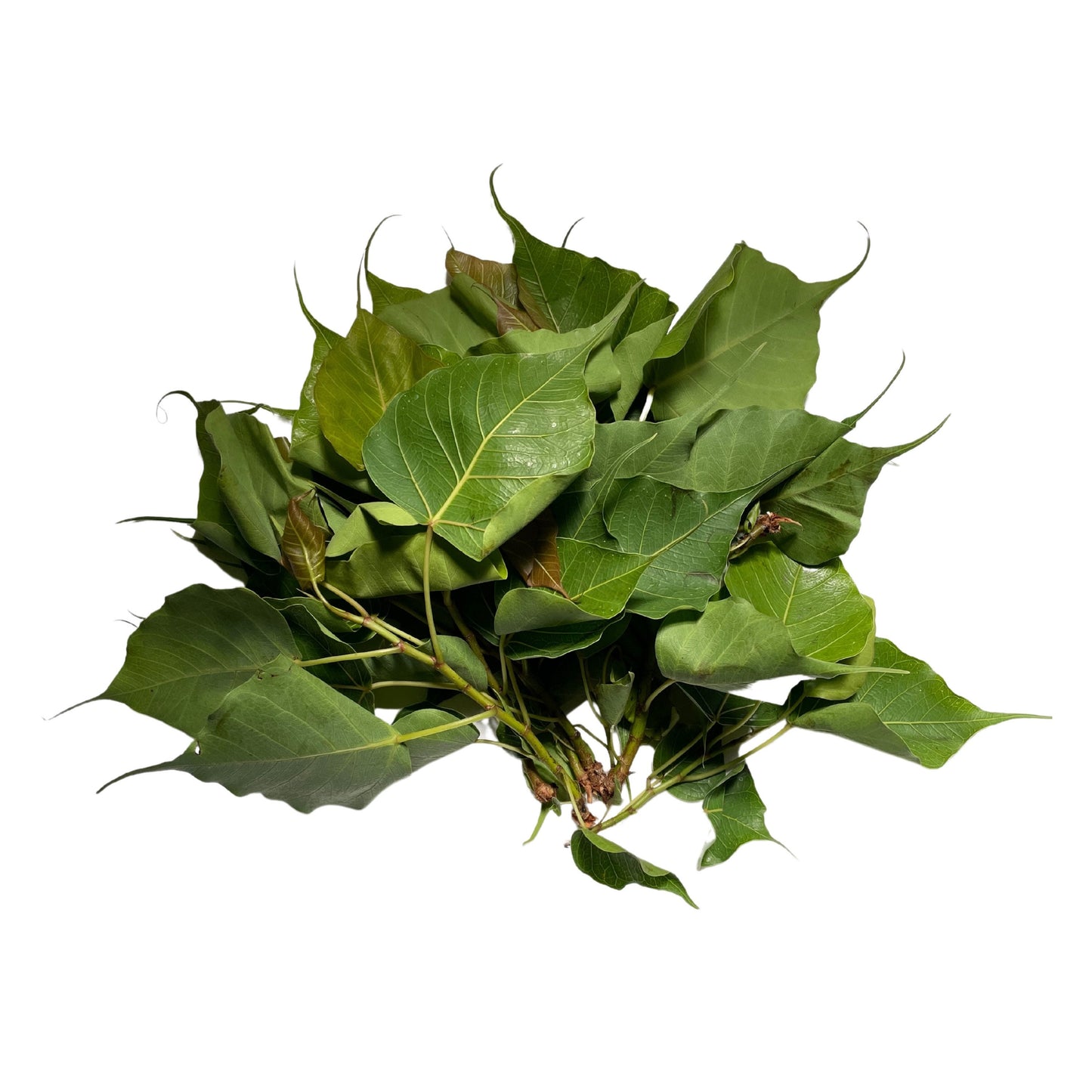 Alamo (Cottonwood) Dried Herb - Powerful Herb used for Protection - Contains 0.5 Ounces - Santeria - Hoodoo - Voodoo