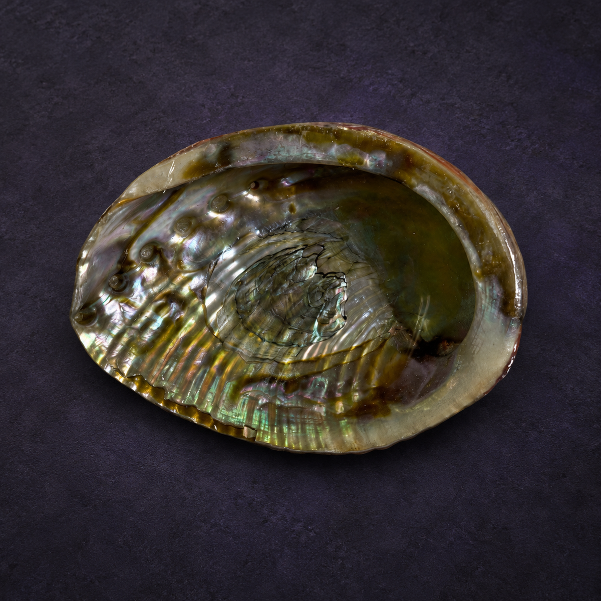 Abalone Shell