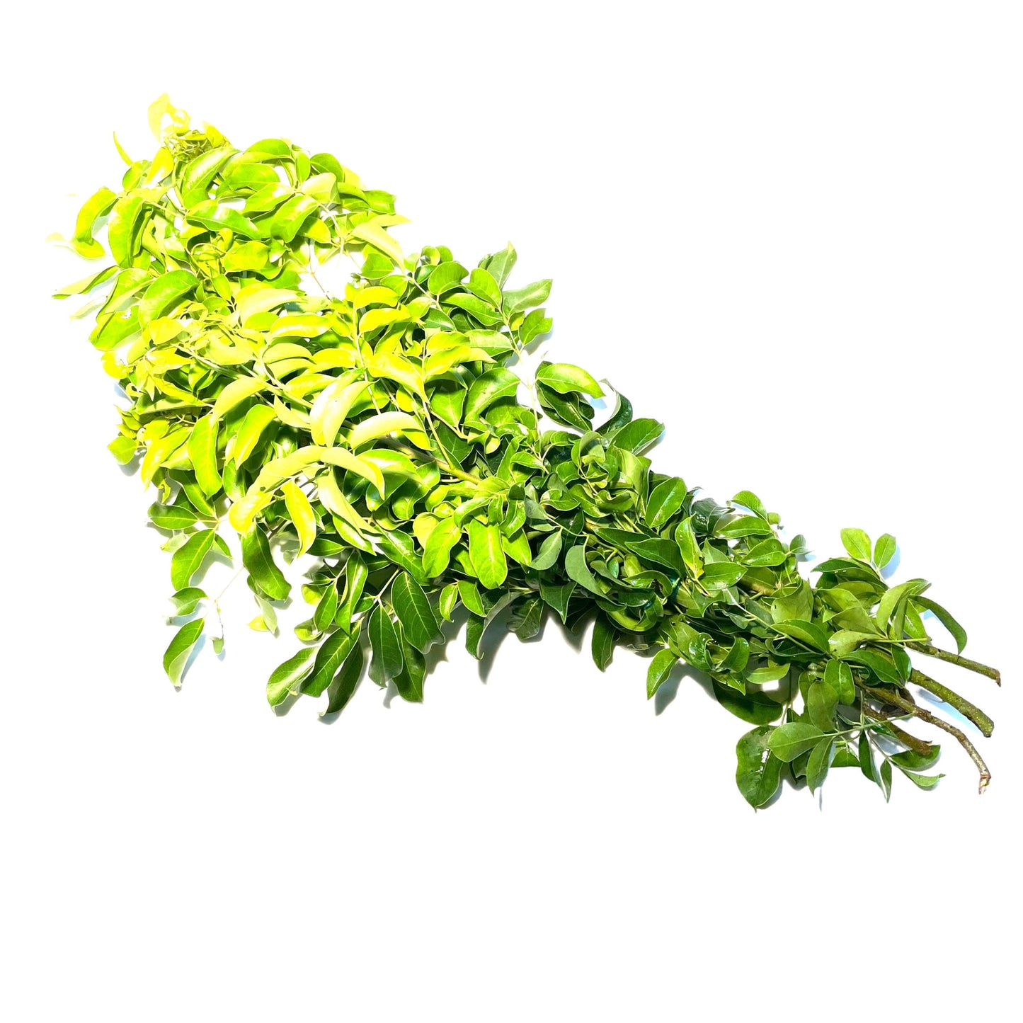 Almacigo (Mastic Tree) Sticks - Powerful Herb used for Cleansings - Contains 0.2 Ounces