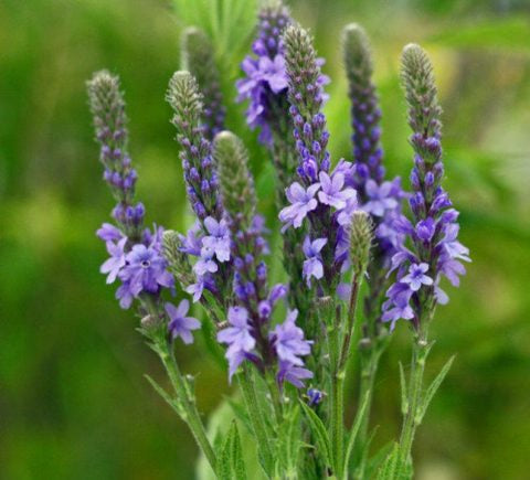 Vervain (Verbena officinalis)