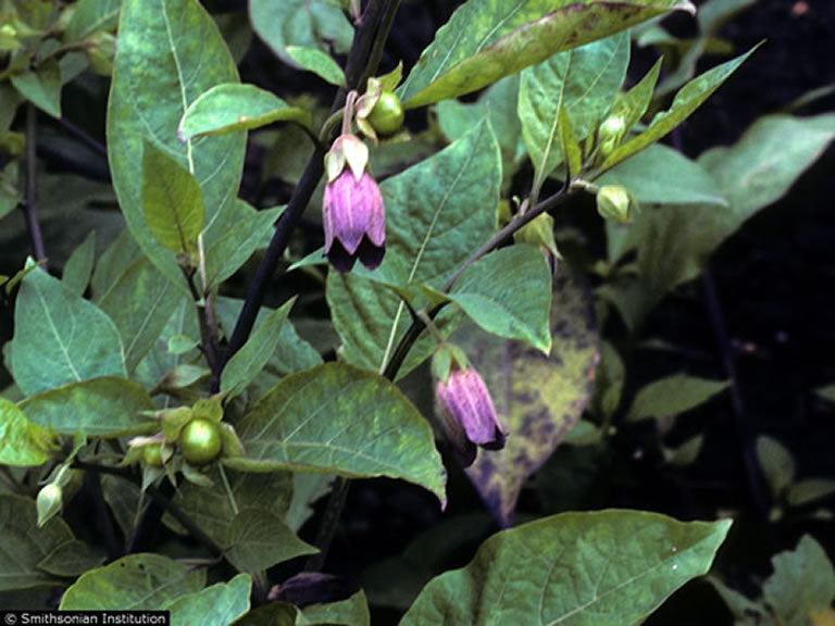 Belladonna | Deadly Nightshade (Atropa Belladonna)