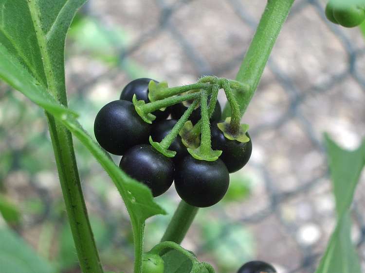 Black Nightshade (Solanum nigrum)