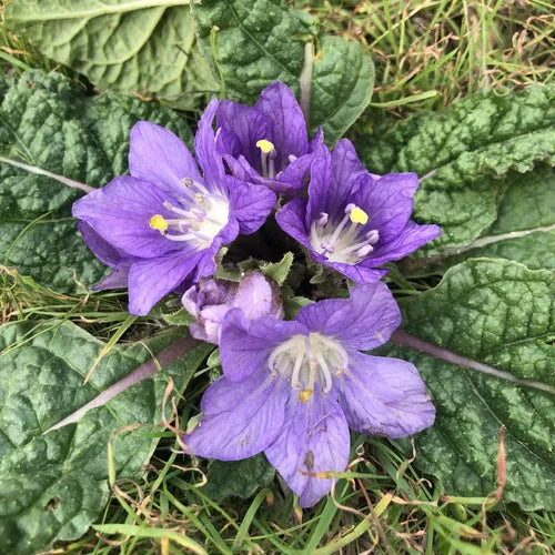 European Mandrake (Mandragora officinarum)