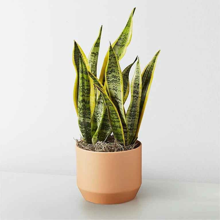 Snake Plant (Dracaena trifasciata)