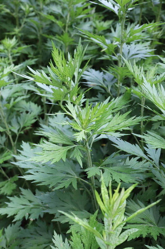 Mugwort | Estafiate (Artemisia vulgaris)