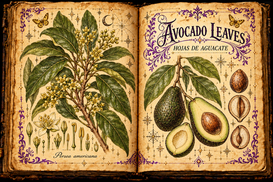 Open aged-parchment grimoire with a hand-drawn Persea americana branch, glossy avocado leaves, flowers and fruit studies, purple flourishes, and gold butterflies, titled Avocado Leaves and Hojas de Aguacate