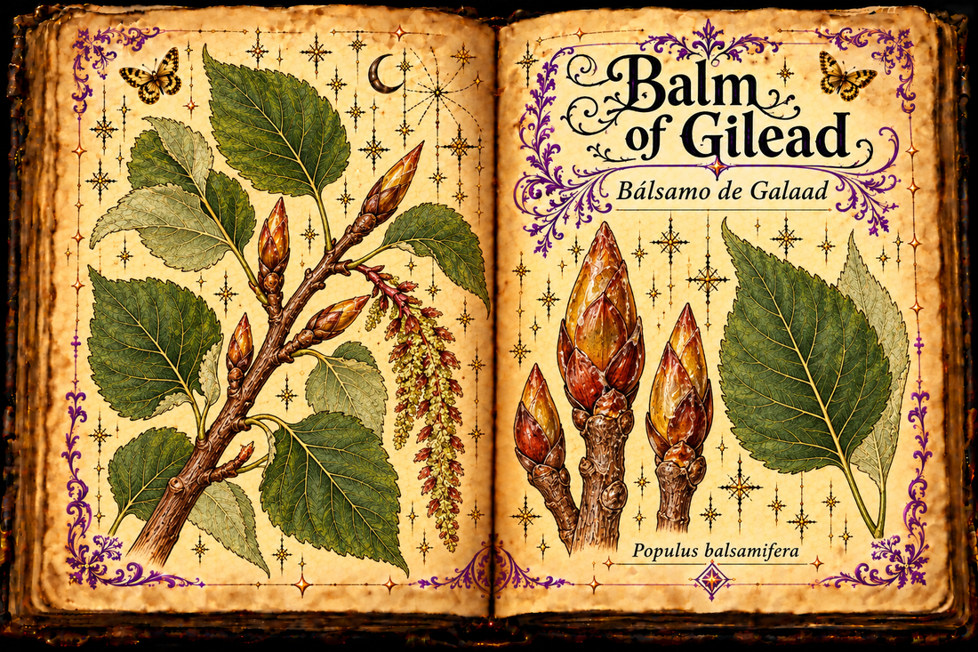 Open aged-parchment grimoire with balsam poplar twig, toothed leaves, resinous pointed buds and catkin; Balm of Gilead and Bálsamo de Galaad titles.