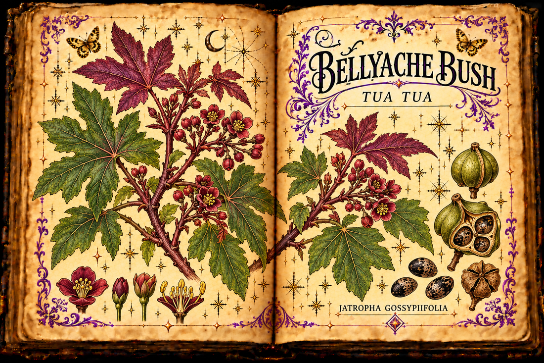 Open grimoire illustration of Bellyache Bush (Jatropha gossypiifolia), also titled Tua Tua