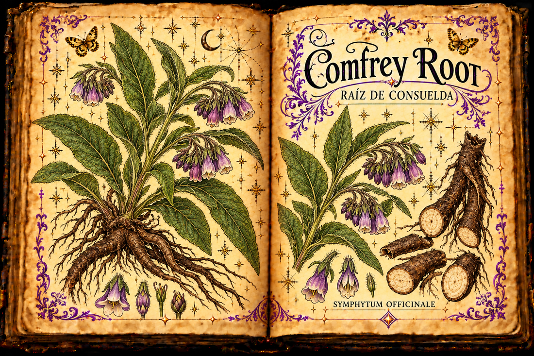 Open aged-parchment grimoire showing common comfrey with hairy leaves, nodding purple and cream tubular flowers, dark branched roots and cut sections, purple flourishes and gold butterflies, titled Comfrey Root and Raíz de Consuelda