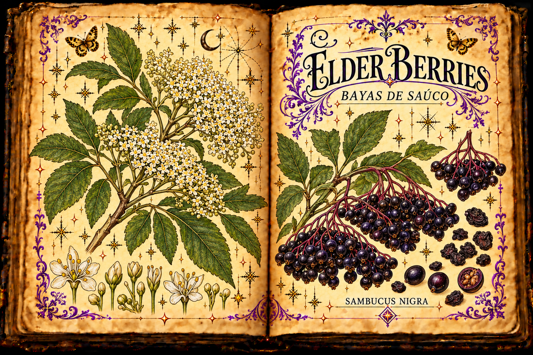 Open aged-parchment grimoire illustration of Elder Berries / Bayas de Saúco (Sambucus nigra), showing pinnate leaves, flowers and dark berry clusters.