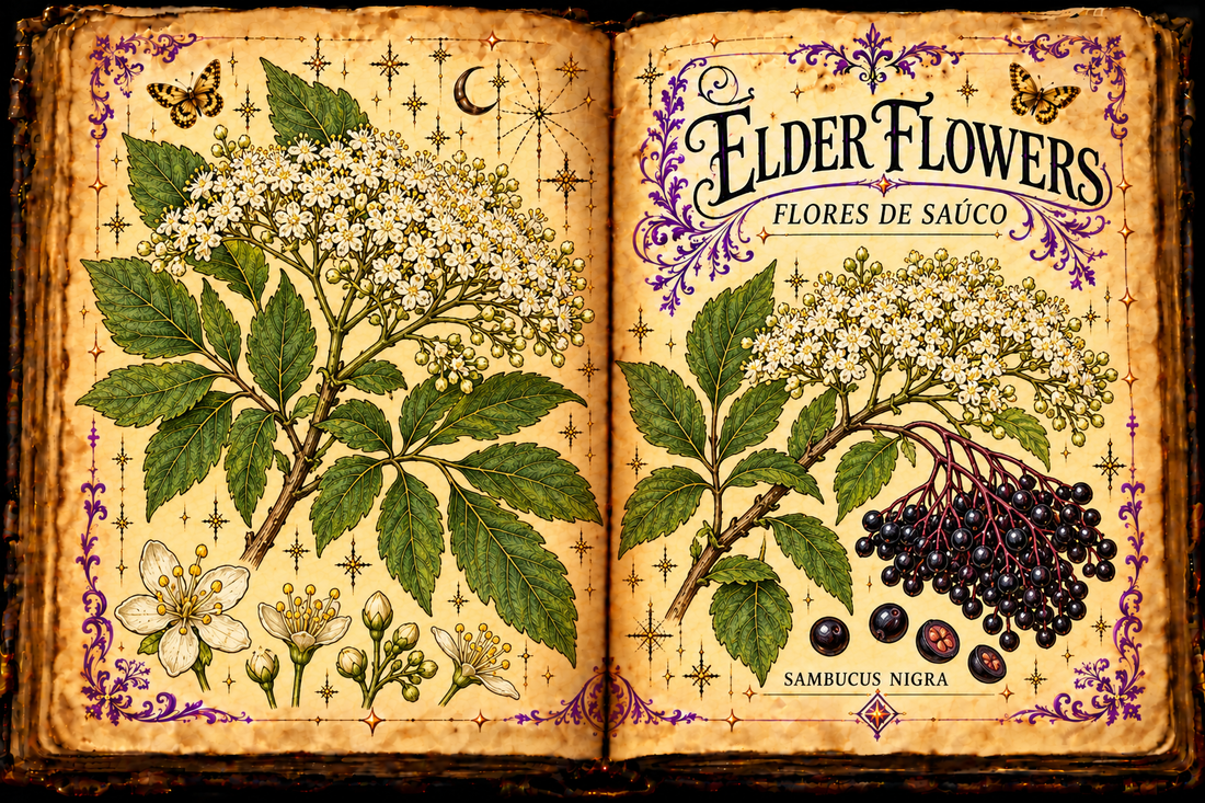 Open aged-parchment grimoire illustration of Elder Flowers / Flores de Saúco (Sambucus nigra), showing pinnate leaves and broad clusters of small creamy-white flowers.