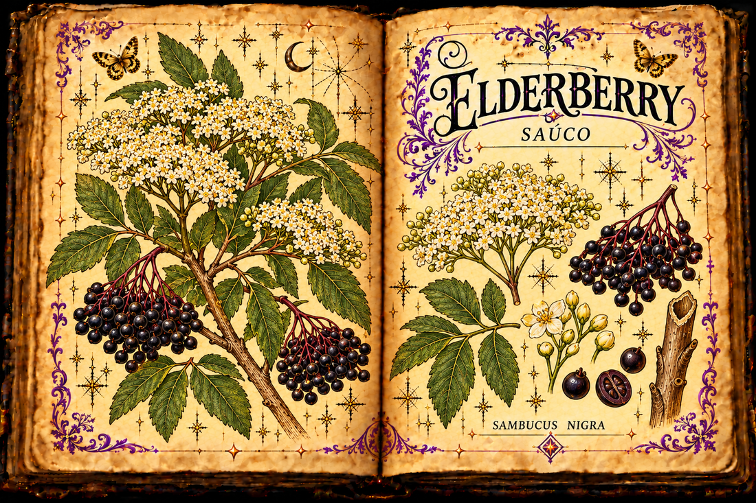Open aged-parchment grimoire with hand-drawn Sambucus nigra branches, pinnate leaves, creamy flowers, black-purple berries and hollow twig, purple flourishes and gold butterflies, titled Elderberry and Saúco