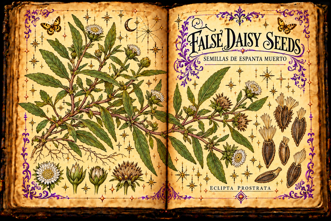 Open aged-parchment grimoire botanical study of False Daisy seeds, Eclipta prostrata, titled in English and Spanish