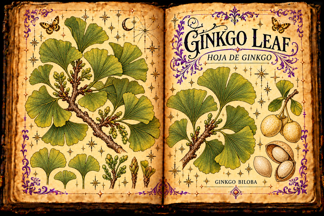 Hand-drawn open grimoire botanical study of Ginkgo Leaf / Hoja de Ginkgo, Ginkgo biloba