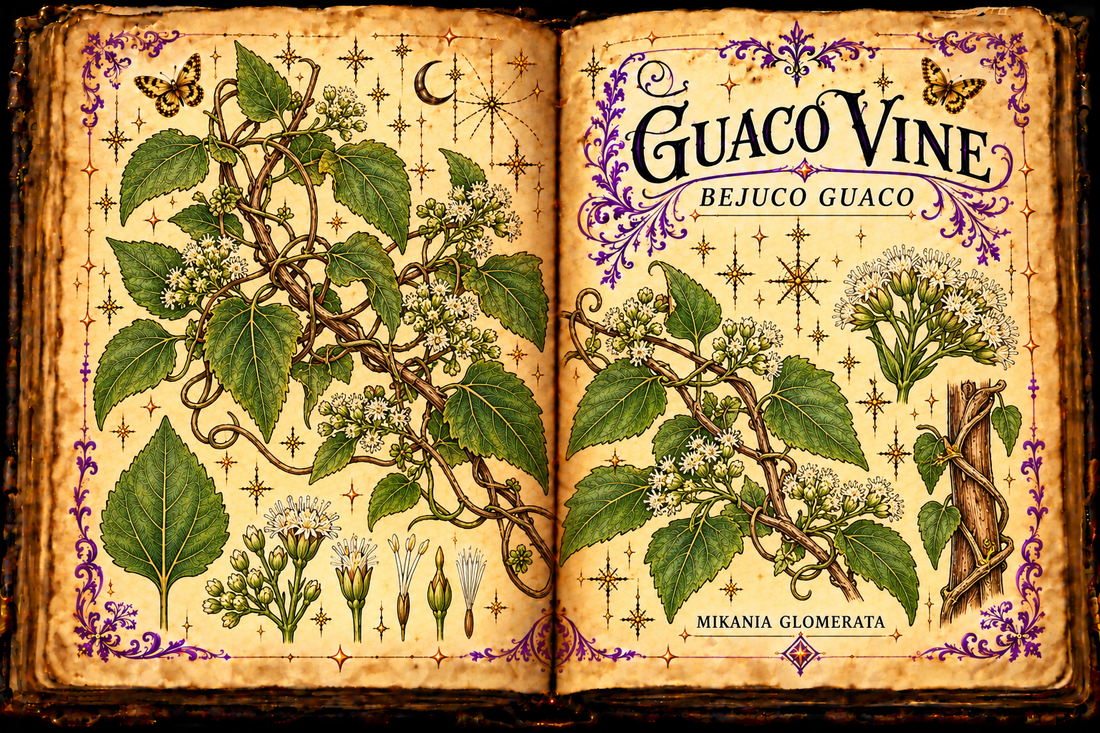 Open aged-parchment grimoire illustration of guaco vine, Mikania glomerata, with veined leaves and white flower clusters